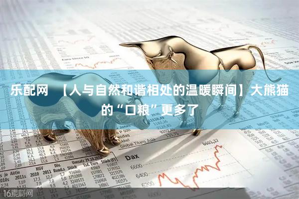 乐配网  【人与自然和谐相处的温暖瞬间】大熊猫的“口粮”更多了